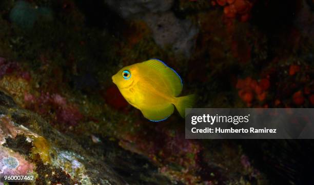 blue tang. - blue tang fish photos et images de collection