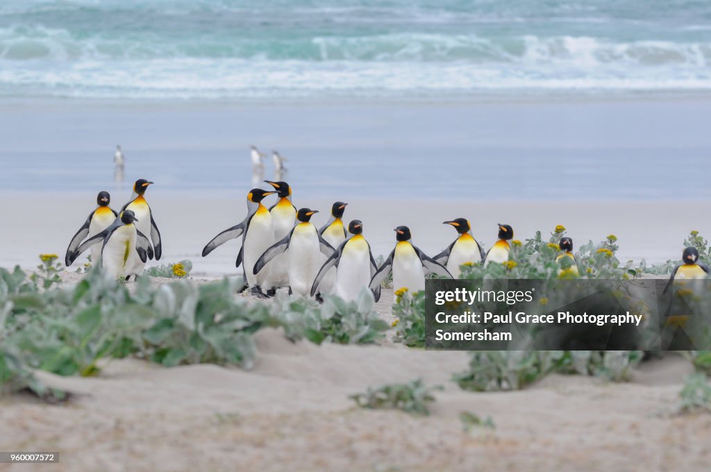 King Penguins, Volunteer Point, Falklands Islands.