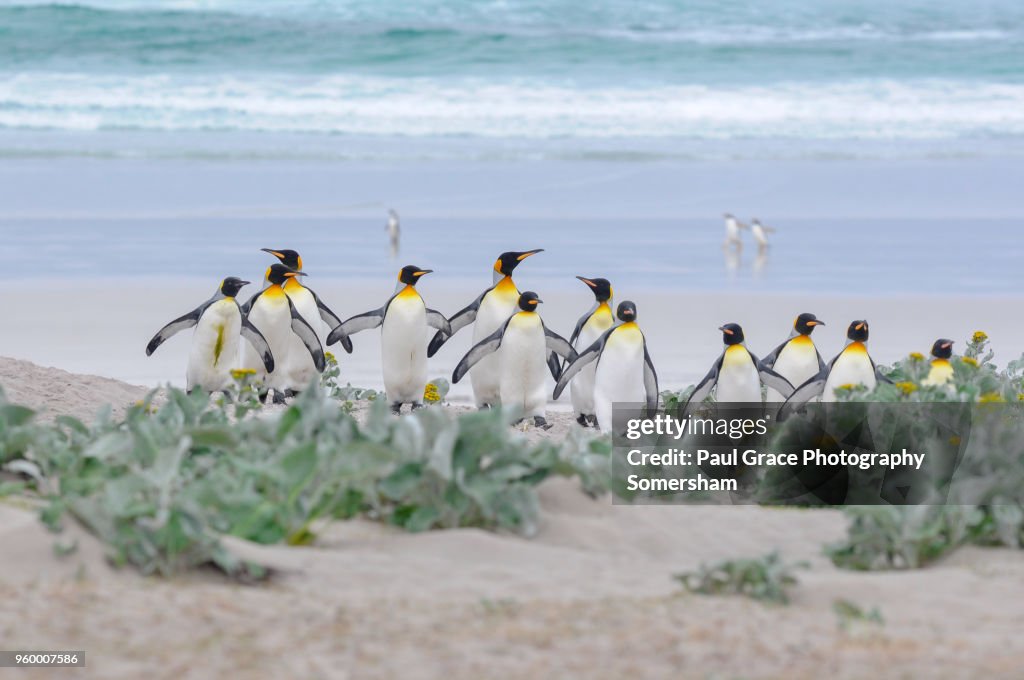 King Penguins, Volunteer Point, Falklands Islands.
