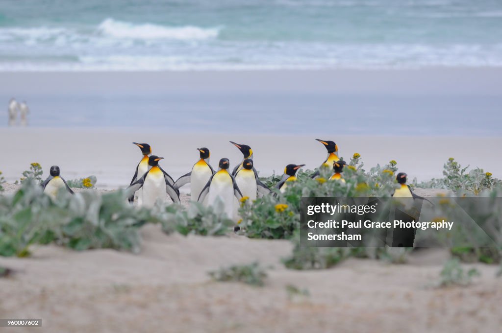 King Penguins, Volunteer Point, Falklands Islands.