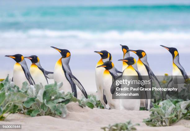 king penguins, volunteer point, falklands islands. - falklandeilanden stockfoto's en -beelden