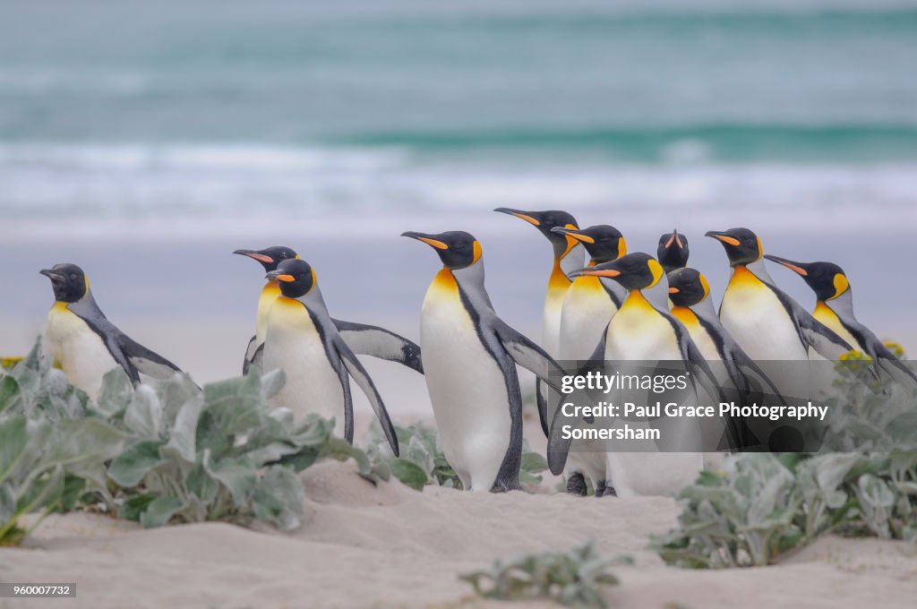 King Penguins, Volunteer Point, Falklands Islands.