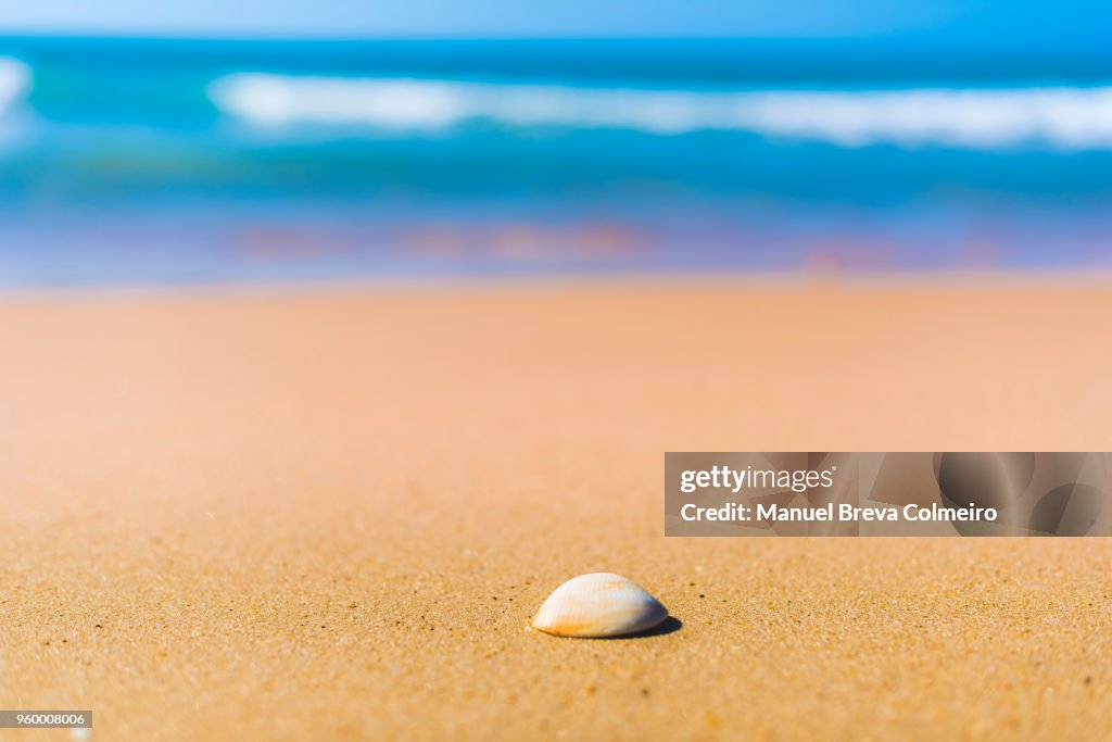 A shell on the beach