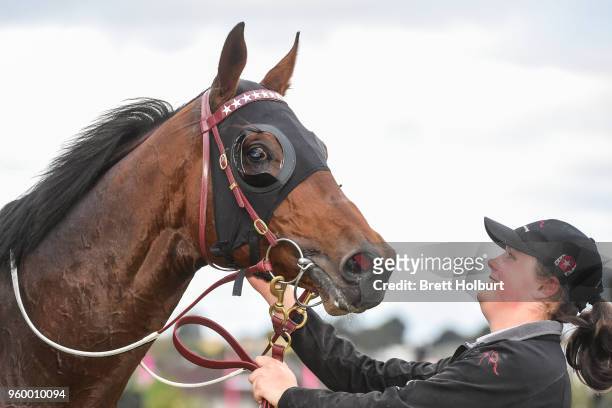 Iconoclasm after winning the Chris Waller Hall of Fame Trophy at Flemington Racecourse on May 19, 2018 in Flemington, Australia.