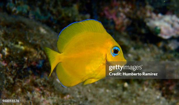 blue tang. - blauer doktorfisch stock-fotos und bilder