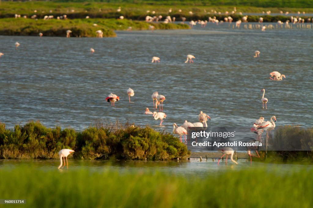 Pink flamingos in the natural park of the Po Delta
