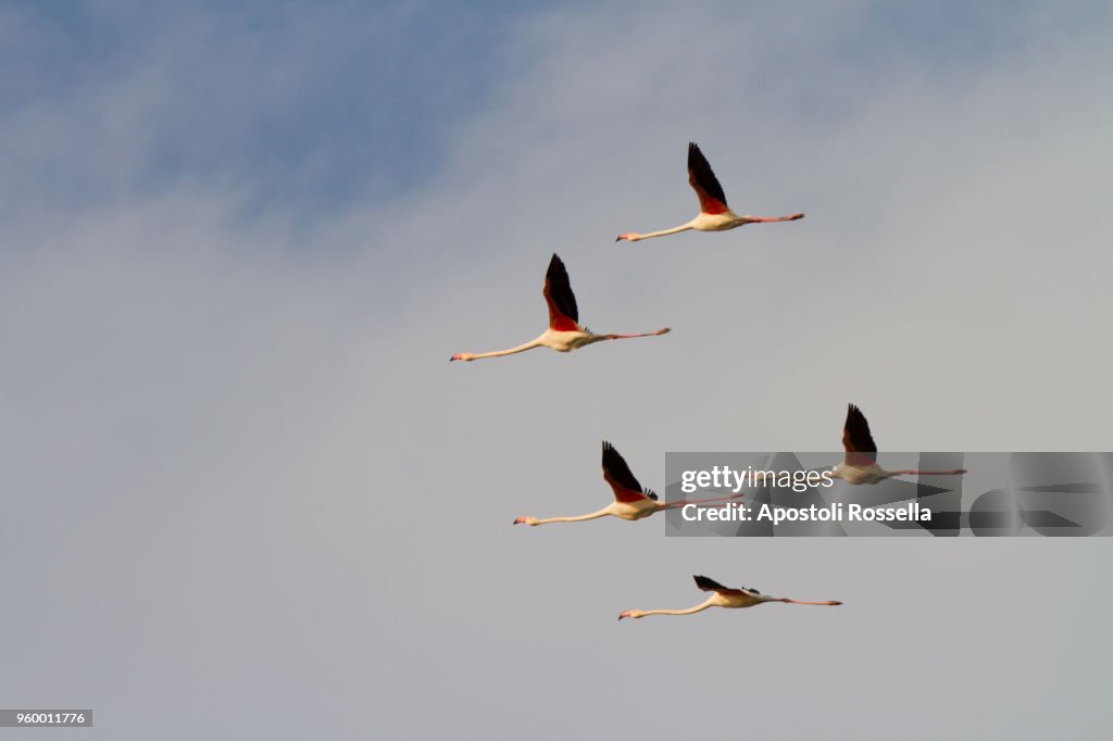 Pink flamingos flying in the natural park of the Po Delta