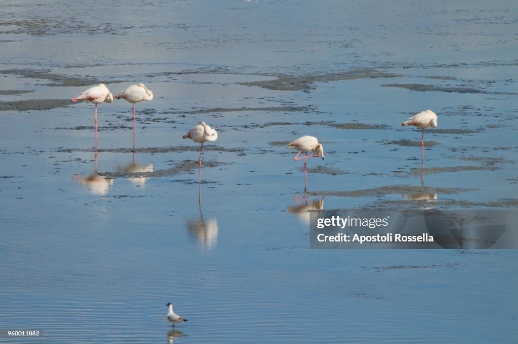 Pink flamingos in the natural park of the Po Delta