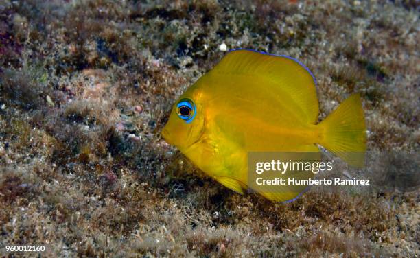 blue tang. - blue tang fish photos et images de collection