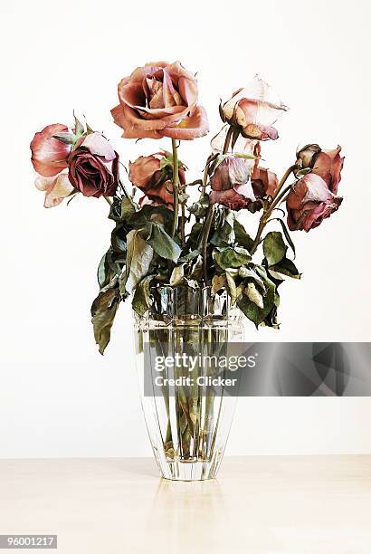 roses - death photos stockfoto's en -beelden