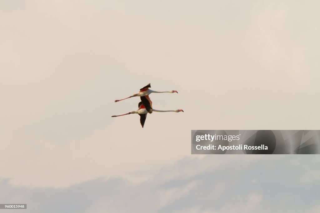 Pink flamingos flying in the natural park of the Po Delta