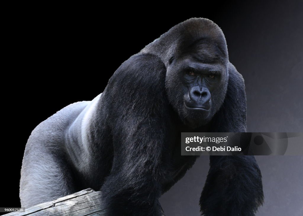 Strong Adult Male Western Lowland Gorilla