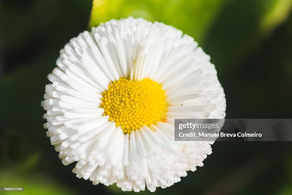 Daisy in bloom