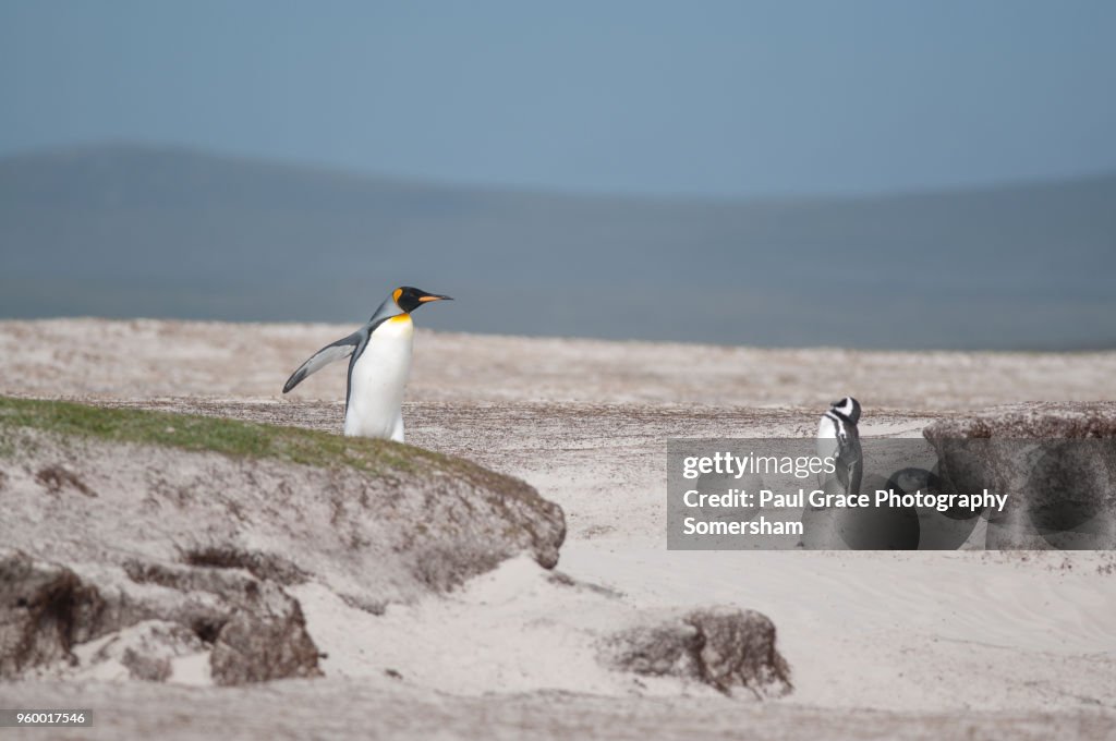 King Penguin, Volunteer Point, East Falkland, Falkland Islands.