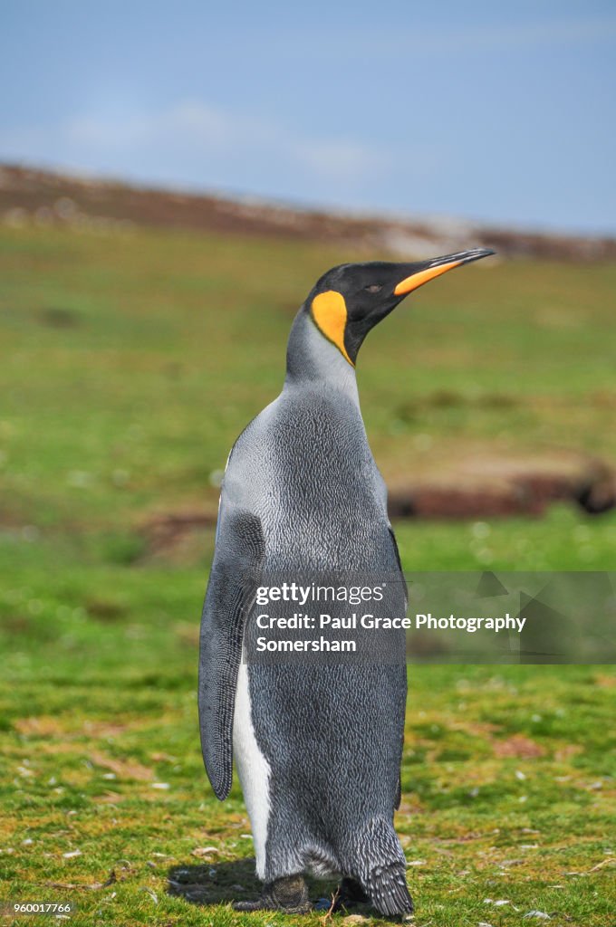 King Penguin, Volunteer Point, East Falkland, Falkland Islands.