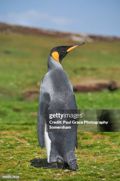 king penguin, volunteer point, east falkland, falkland islands. - volunteer point stock pictures, royalty-free photos & images