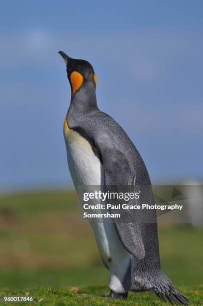 king penguin, volunteer point, east falkland, falkland islands. - volunteer point stock pictures, royalty-free photos & images