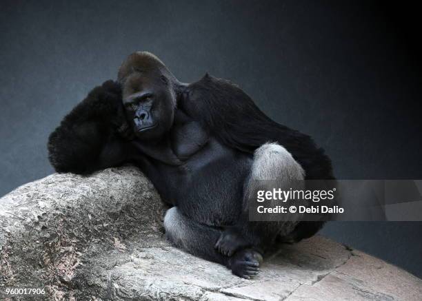 relaxing adult male gorilla - gorilla stock pictures, royalty-free photos & images