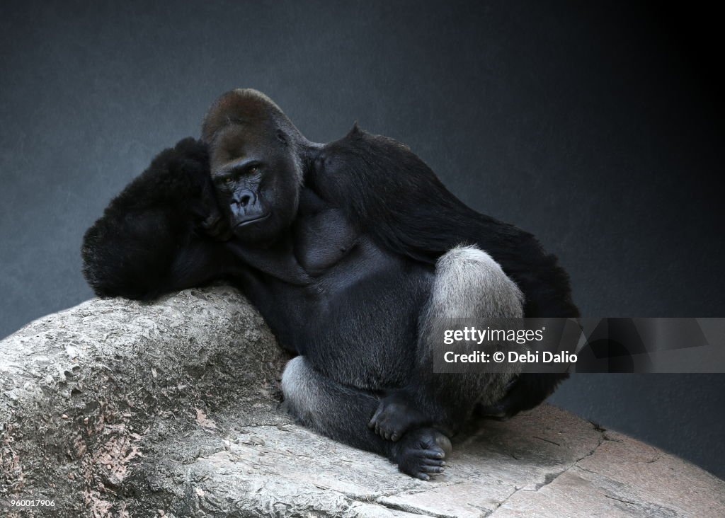 Relaxing Adult Male Gorilla