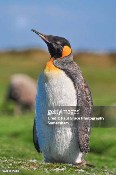 lone king penguin in molt, volunteer point, east falkland, falkland islands. - volunteer point stockfoto's en -beelden