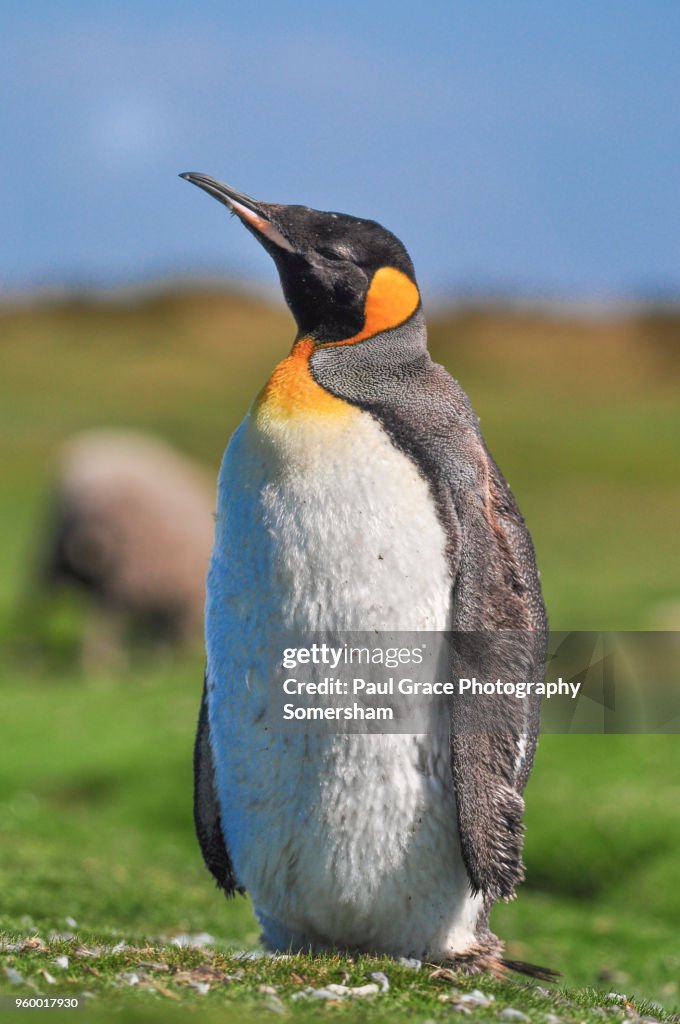 Lone King Penguin in molt, Volunteer Point, East Falkland, Falkland Islands.