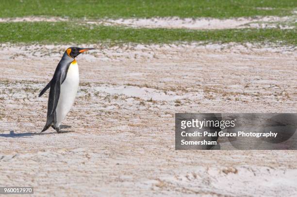king penguin heads to the sea, volunteer point, east falkland, falkland islands. - volunteer point stock pictures, royalty-free photos & images
