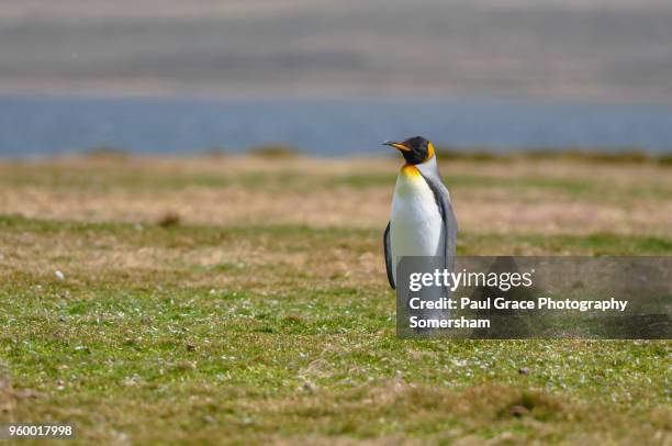 king penguin resting, volunteer point, east falkland, falkland islands. - volunteer point stockfoto's en -beelden