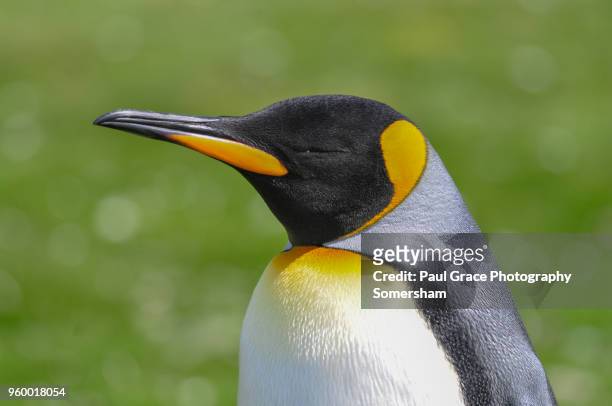 king penguin, volunteer point, east falkland, falkland islands. - volunteer point stock pictures, royalty-free photos & images