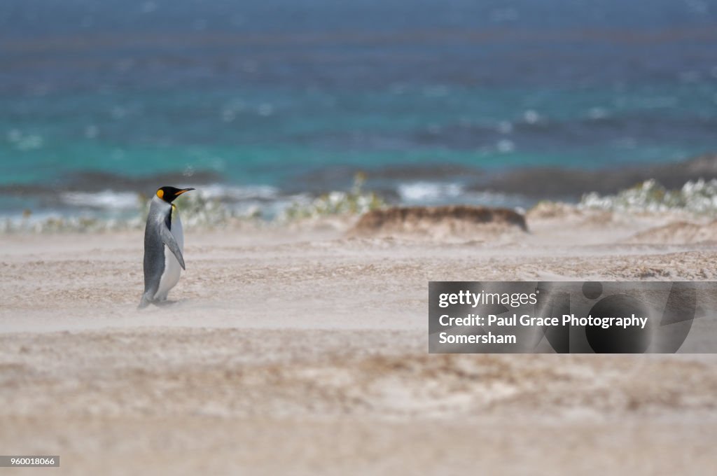 King Penguin, Volunteer Point, East Falkland, Falkland Islands.
