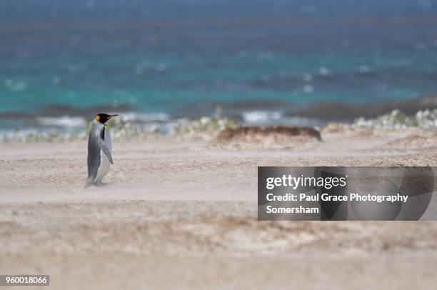 king penguin, volunteer point, east falkland, falkland islands. - volunteer point stockfoto's en -beelden