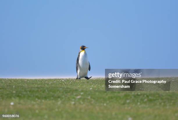 king penguin resting, volunteer point, east falkland, falkland islands. - volunteer point stock pictures, royalty-free photos & images