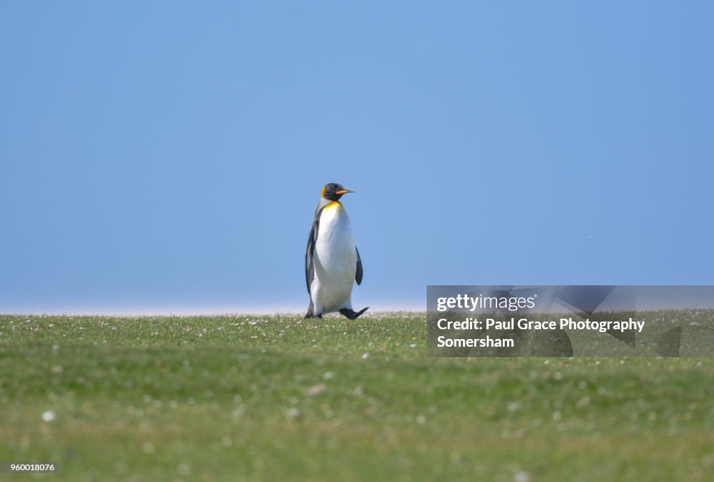 King Penguin resting, Volunteer Point, East Falkland, Falkland Islands.