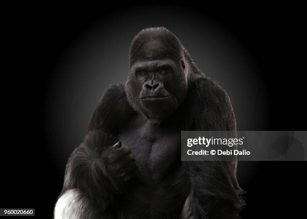 happy adult male gorilla - gorilla stock pictures, royalty-free photos & images