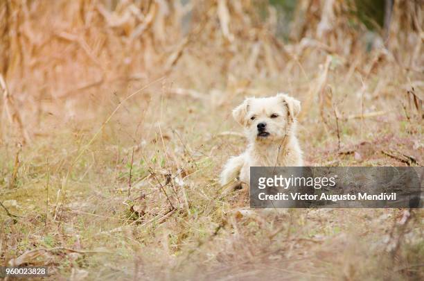 dog in the bush - bush dog fotografías e imágenes de stock