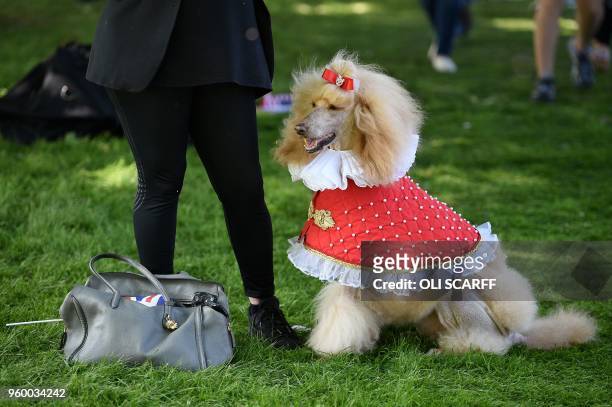 Well-wisher stands with their dog, dressesd in a faux Royal cape, as they wait on the Long Walk leading to Windsor Castle ahead of the wedding and...