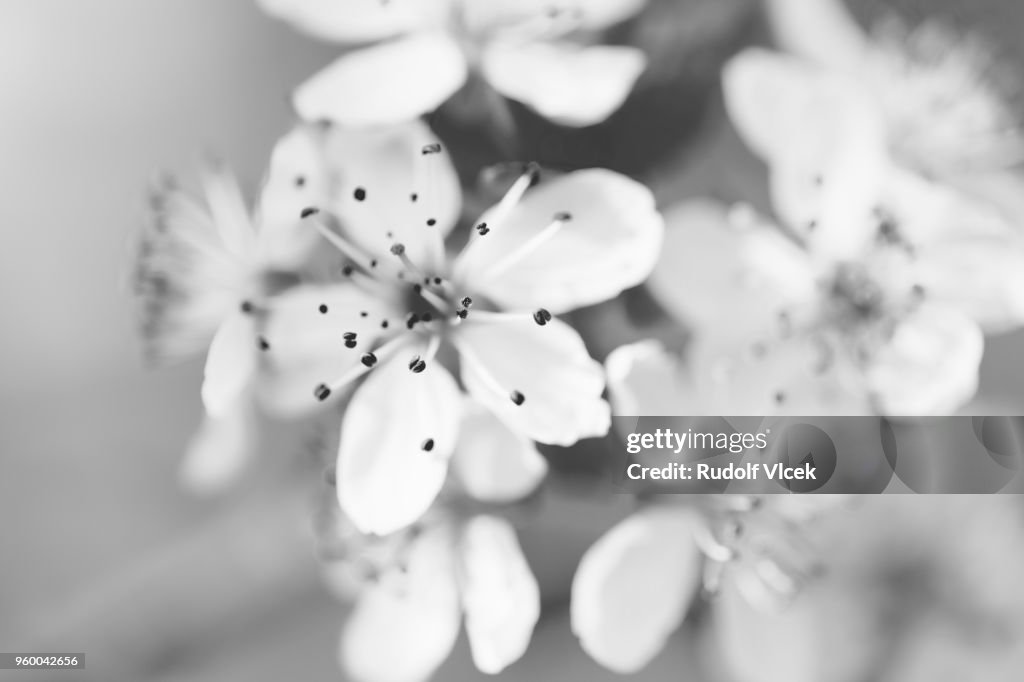 Close up of blooming plum tree