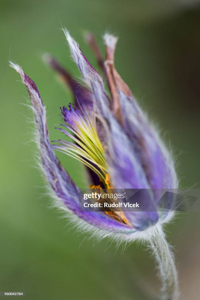 Pulsatilla, Pasqueflower, Prairie Crocus close up