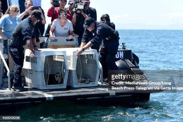 Tactical Waterborne Unit & LA Port Police join forces with the Marine Mammal Care Center to escort and release rehabilitated sea lions back to the...