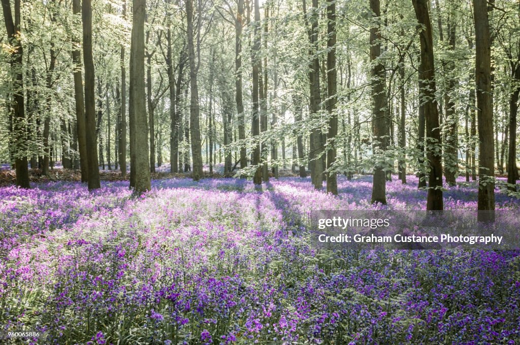 Bluebell Woods