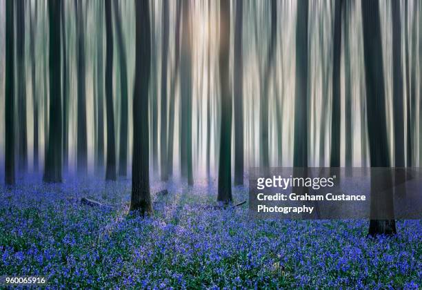 bluebell woods - bluebell wood foto e immagini stock