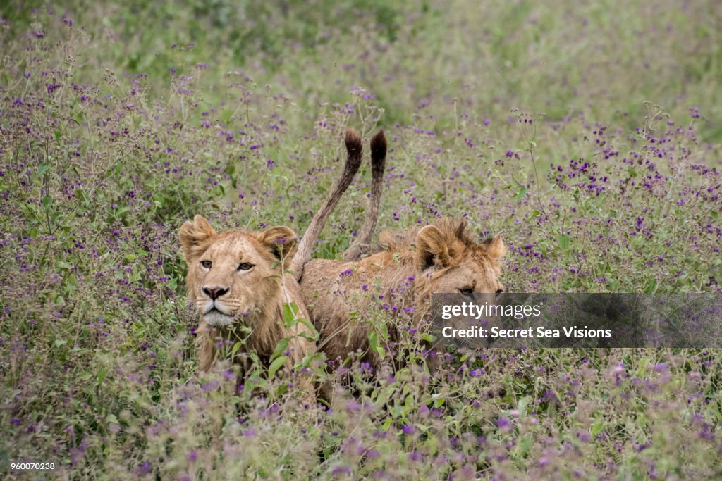 African Lions