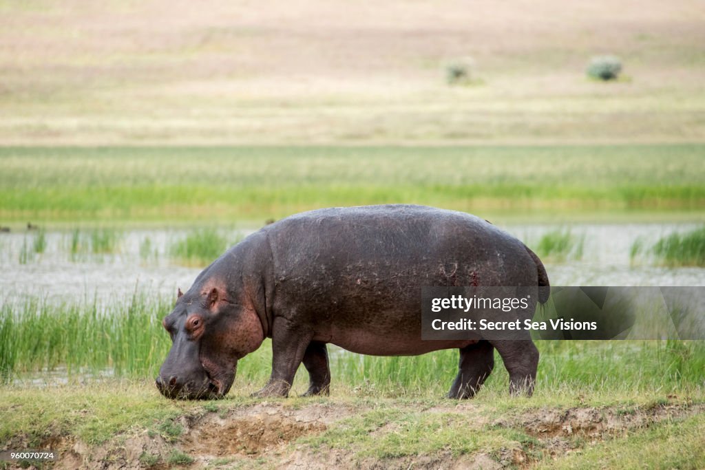 Hippopotamus