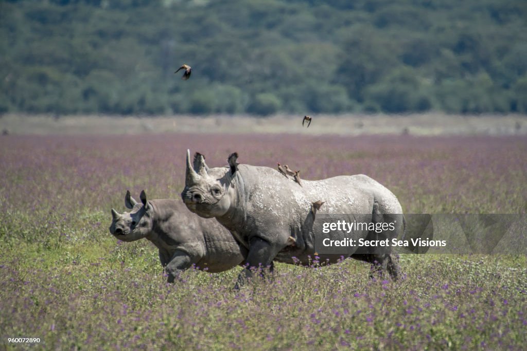 White Rhinoceros with calf
