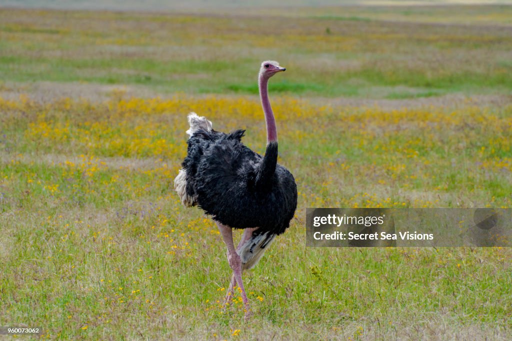 Common Ostrich