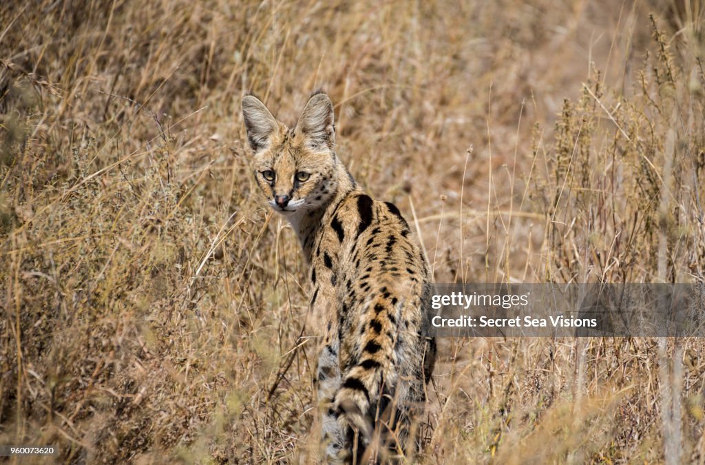 Serval Cat