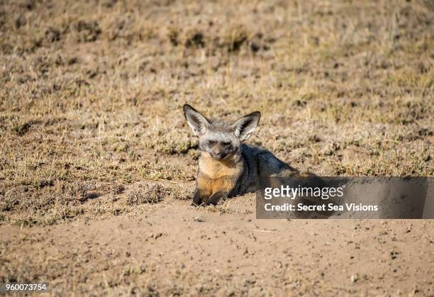 bat-eared fox - bat eared fox stock pictures, royalty-free photos & images