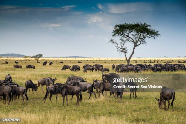 wildebeest or blue/brindled ngu - ubuntu stock pictures, royalty-free photos & images