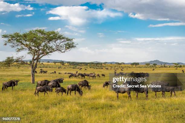 wildebeest or blue/brindled ngu - ubuntu stock pictures, royalty-free photos & images