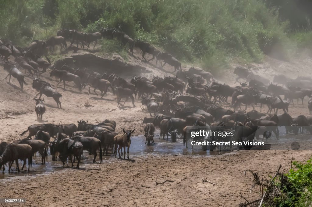Wildebeest or Blue/Brindled Ngu crossing Grameti River