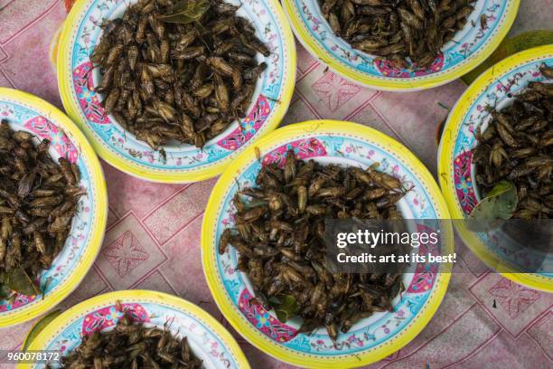 local snacks - fried crickets stock pictures, royalty-free photos & images